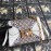 Gucci Wolf Head Snake Pattern Leather Handbag White 497996